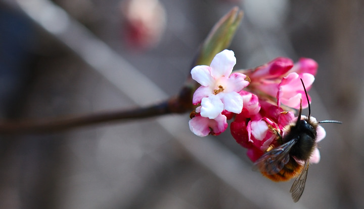 2006-03-27 of bees and flowers / von bienen und blumen