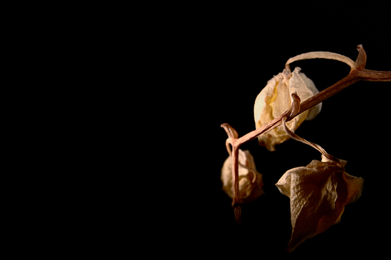 2007-06-29 end of an orchid / ende einer orchidee