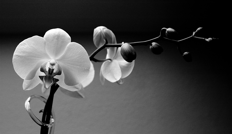 2009-07-12 orchid / orchidee