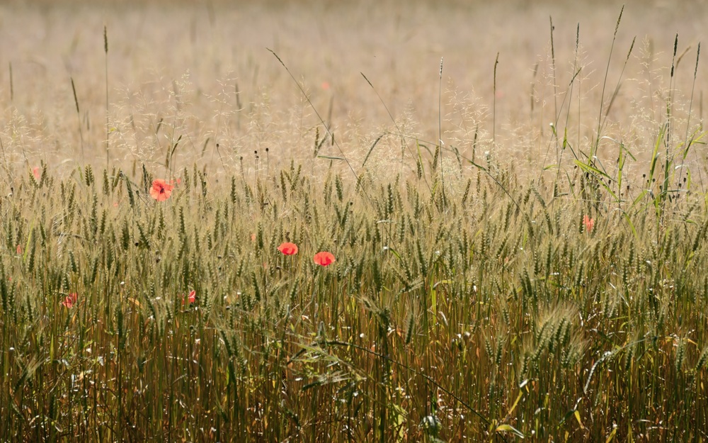 2014-07-22 poppy seeds / mohn