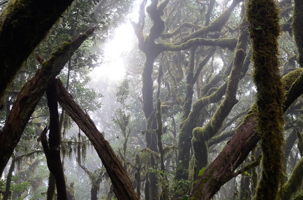 2017-05-26 Garajonay Nationalpark II/ Garajonay National Park II