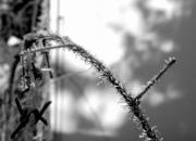 barbed wires / stacheldraehte