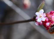 of bees and flowers / von bienen und blumen