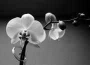 orchid / orchidee