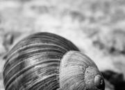 schneck / snail
