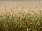 poppy seeds / mohn