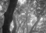 Garajonay Nationalpark III/ Garajonay National Park III